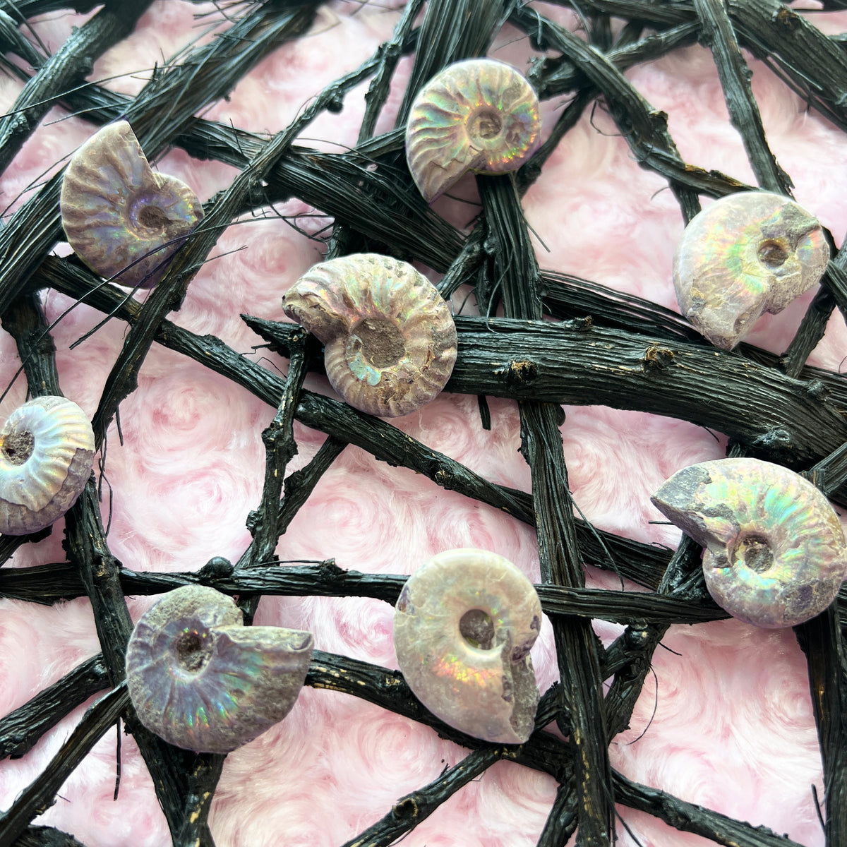 Opalized Ammonite Fossil