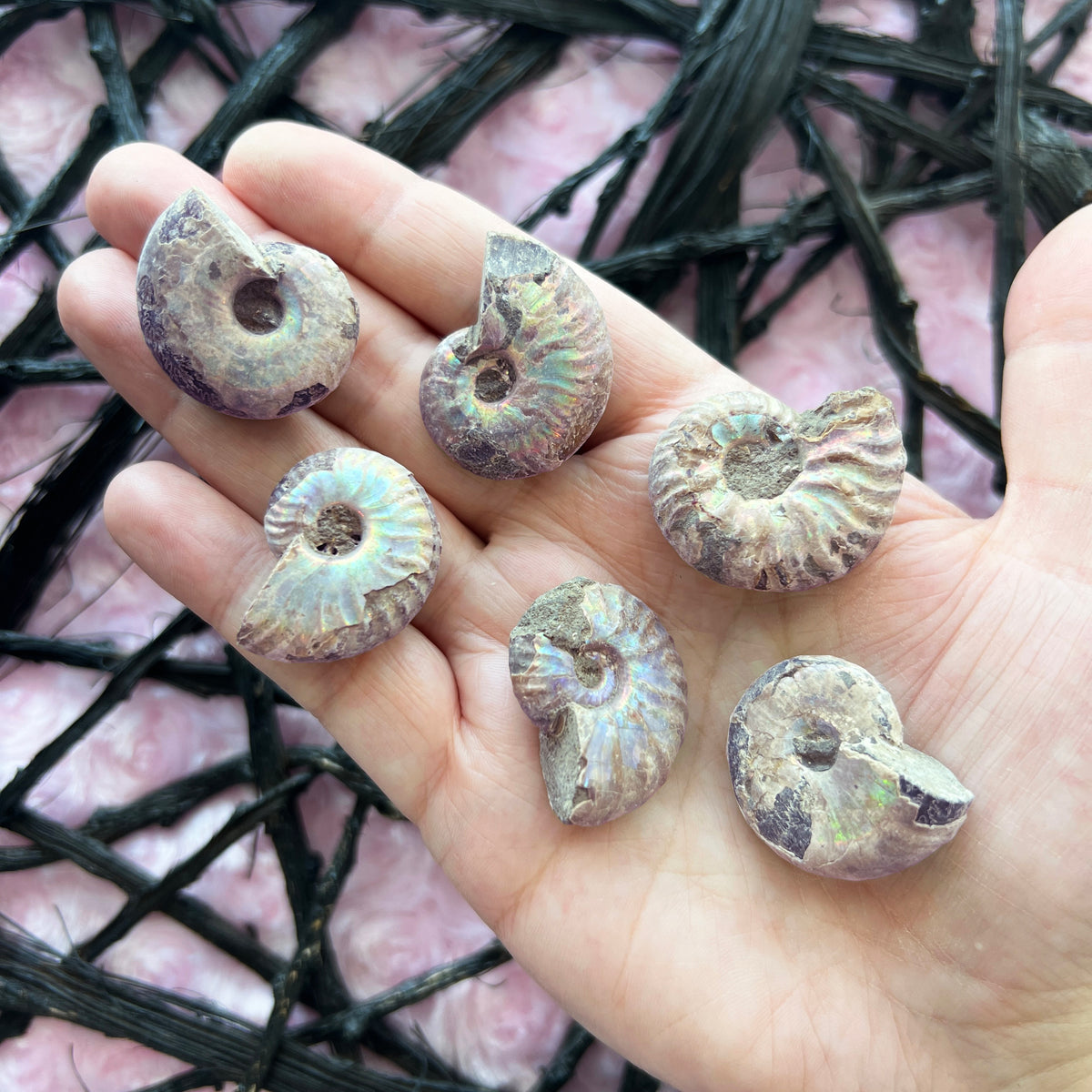 Opalized Ammonite Fossil