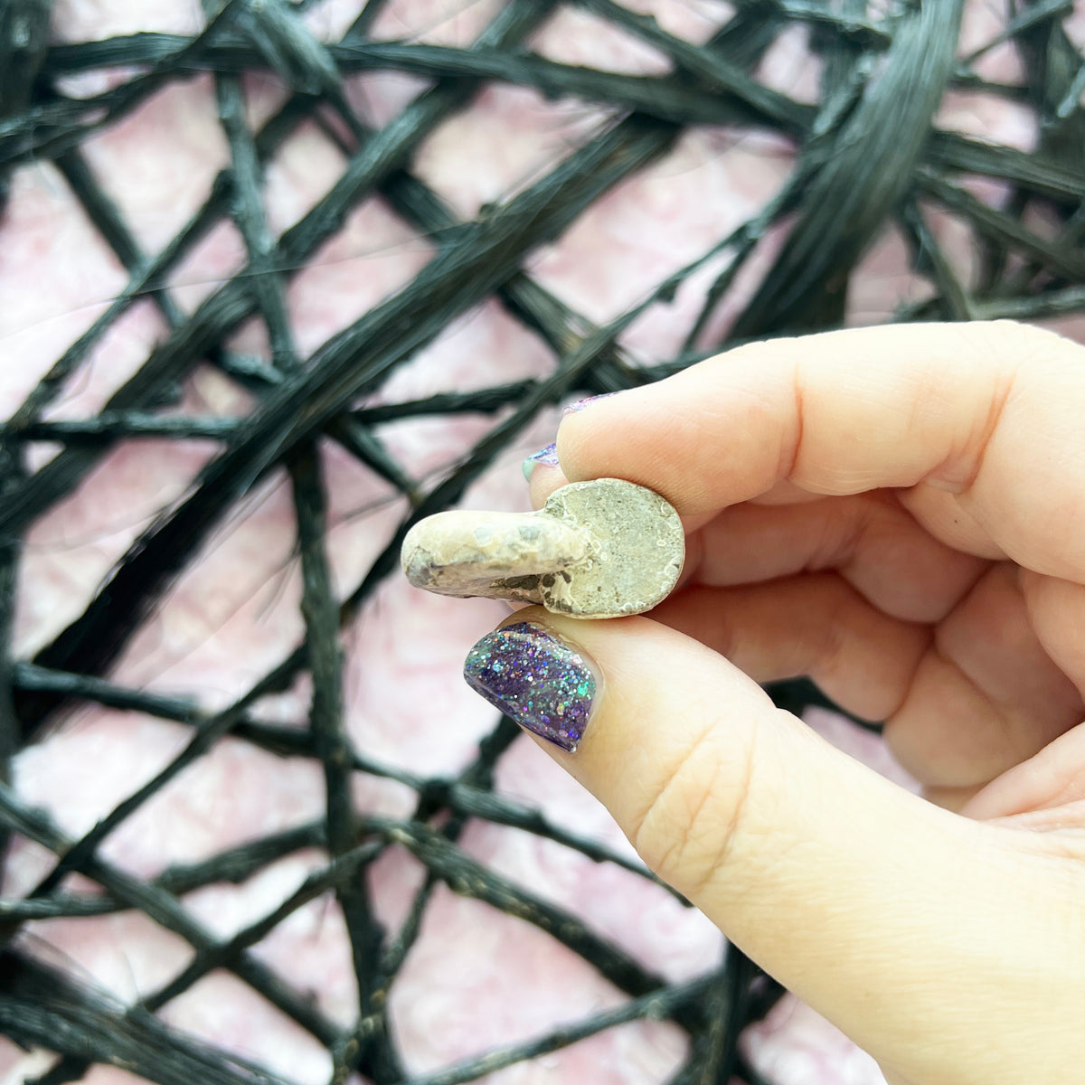 Opalized Ammonite Fossil
