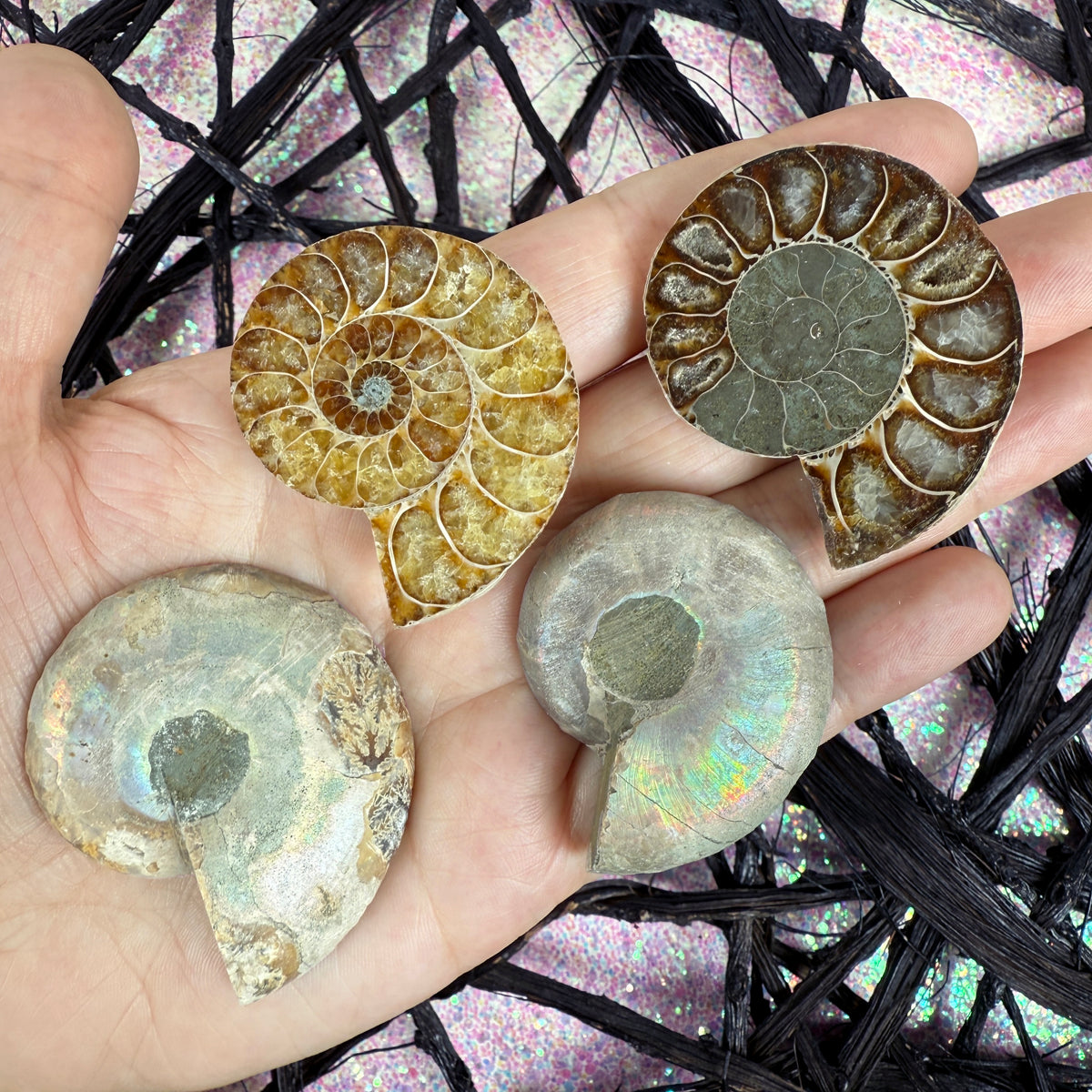 Opalized Ammonite Fossil Half (Polished Inside)