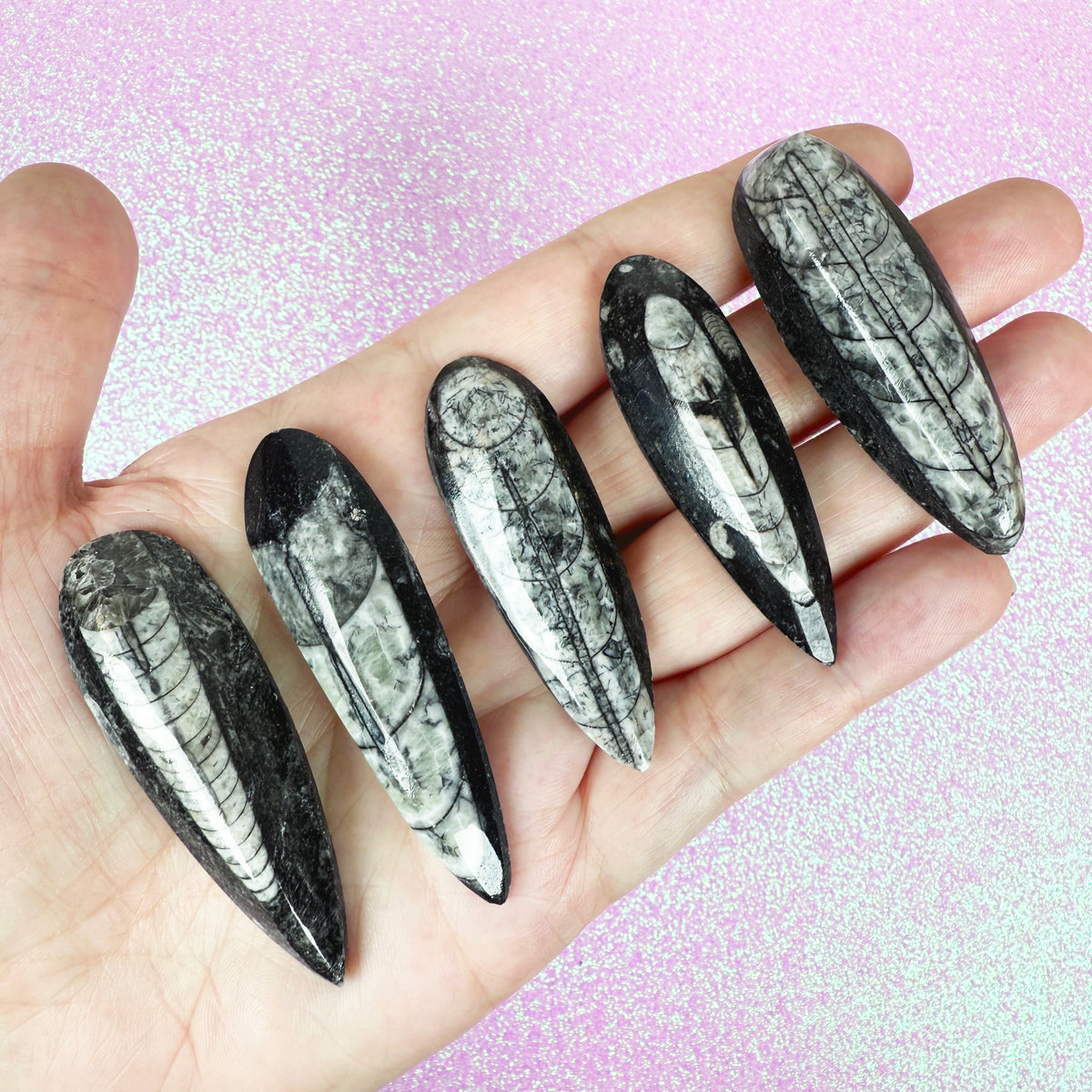 Orthoceras Fossil