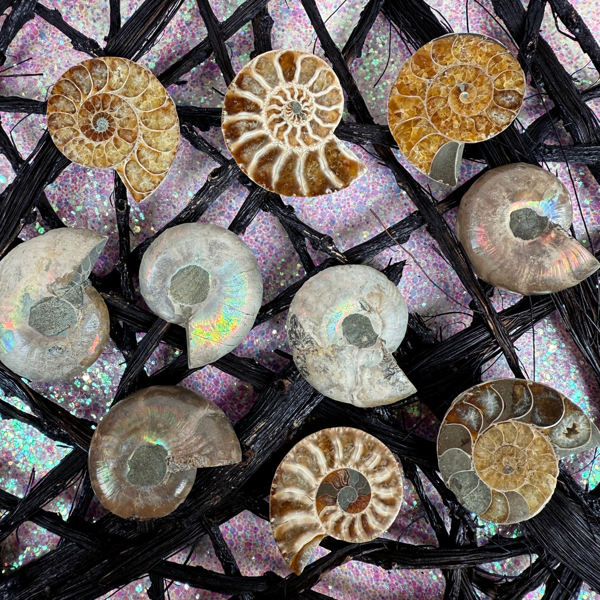 Opalized Ammonite Fossil Half (Polished Inside)