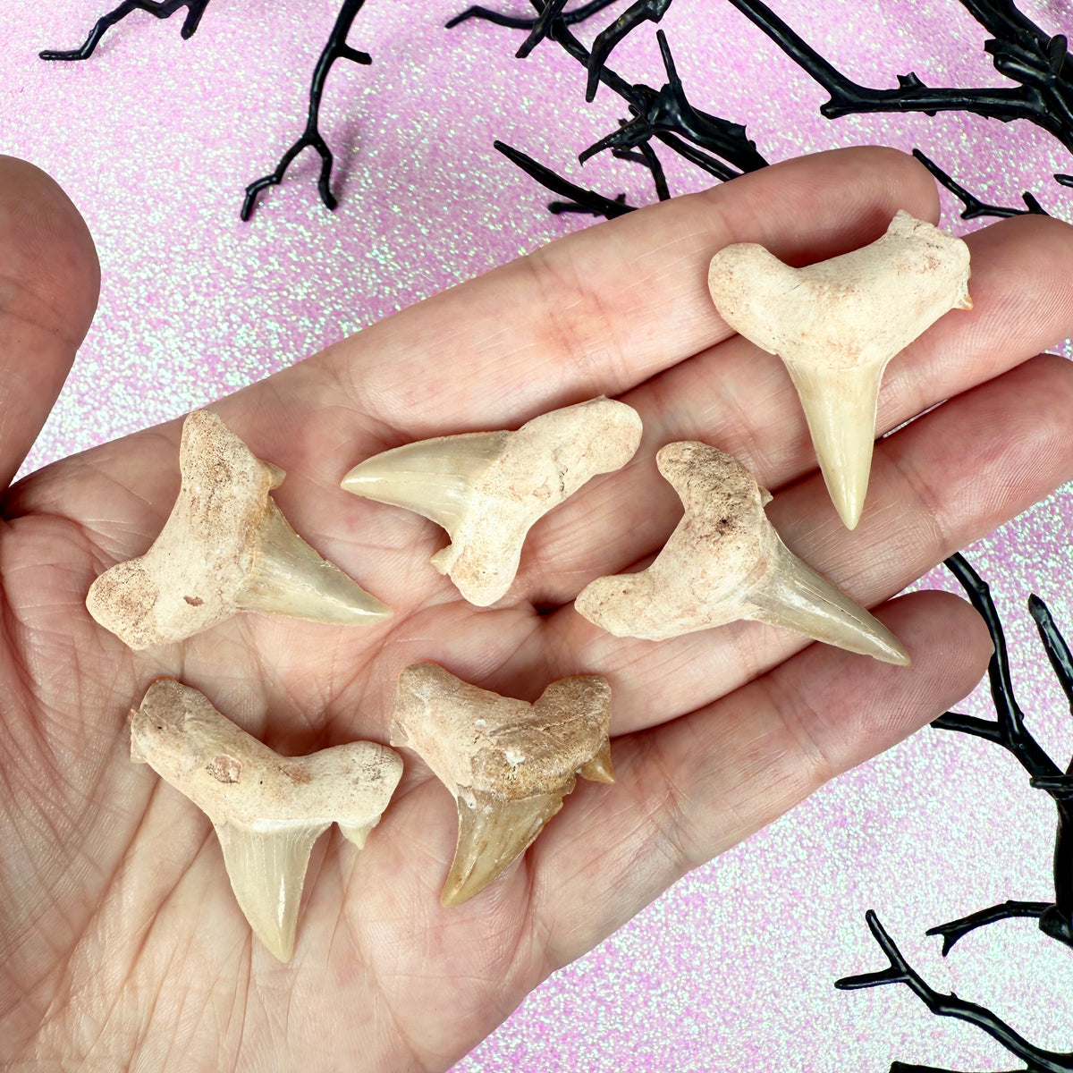 Shark Tooth