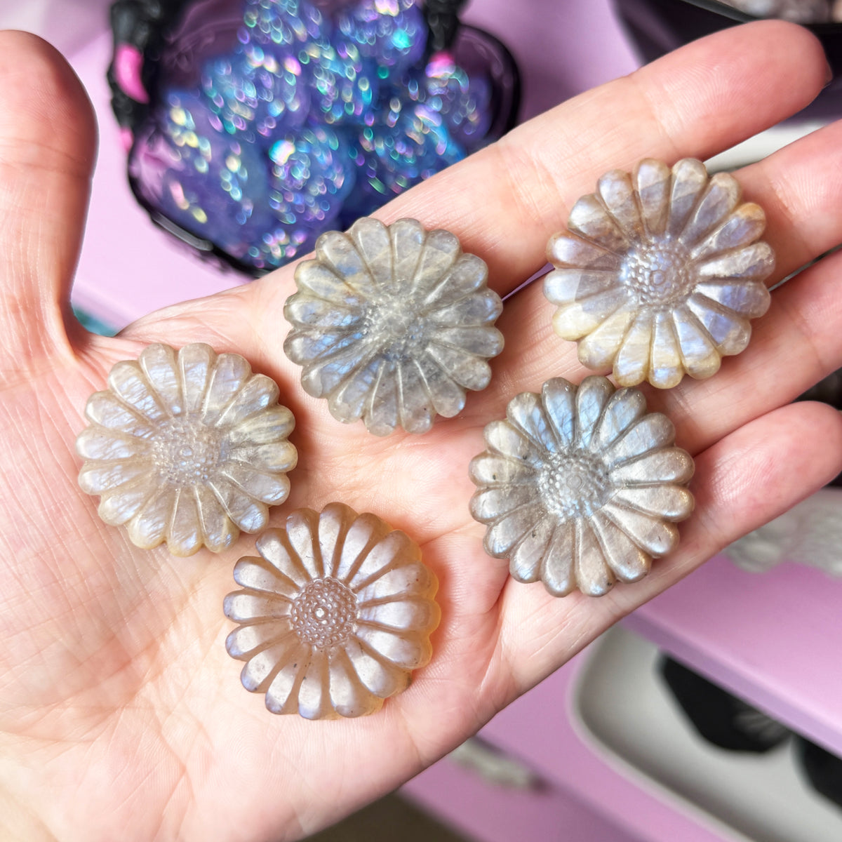Blue Moonstone Flower