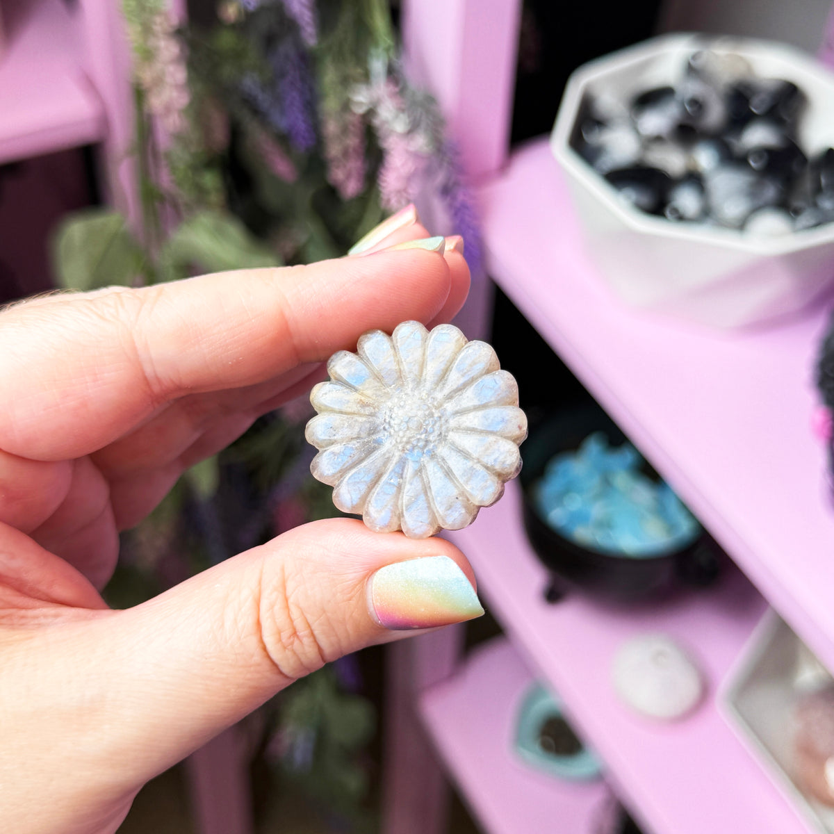 Blue Moonstone Flower